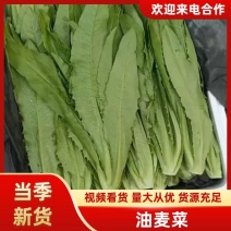 【实力商家】河北精品油麦菜一手货源量大价优可看货欢迎
