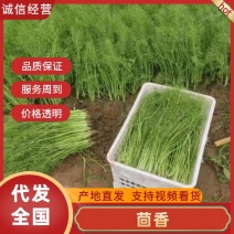 精品茴香产地直发货源充足品质保障欢迎选购对接全国