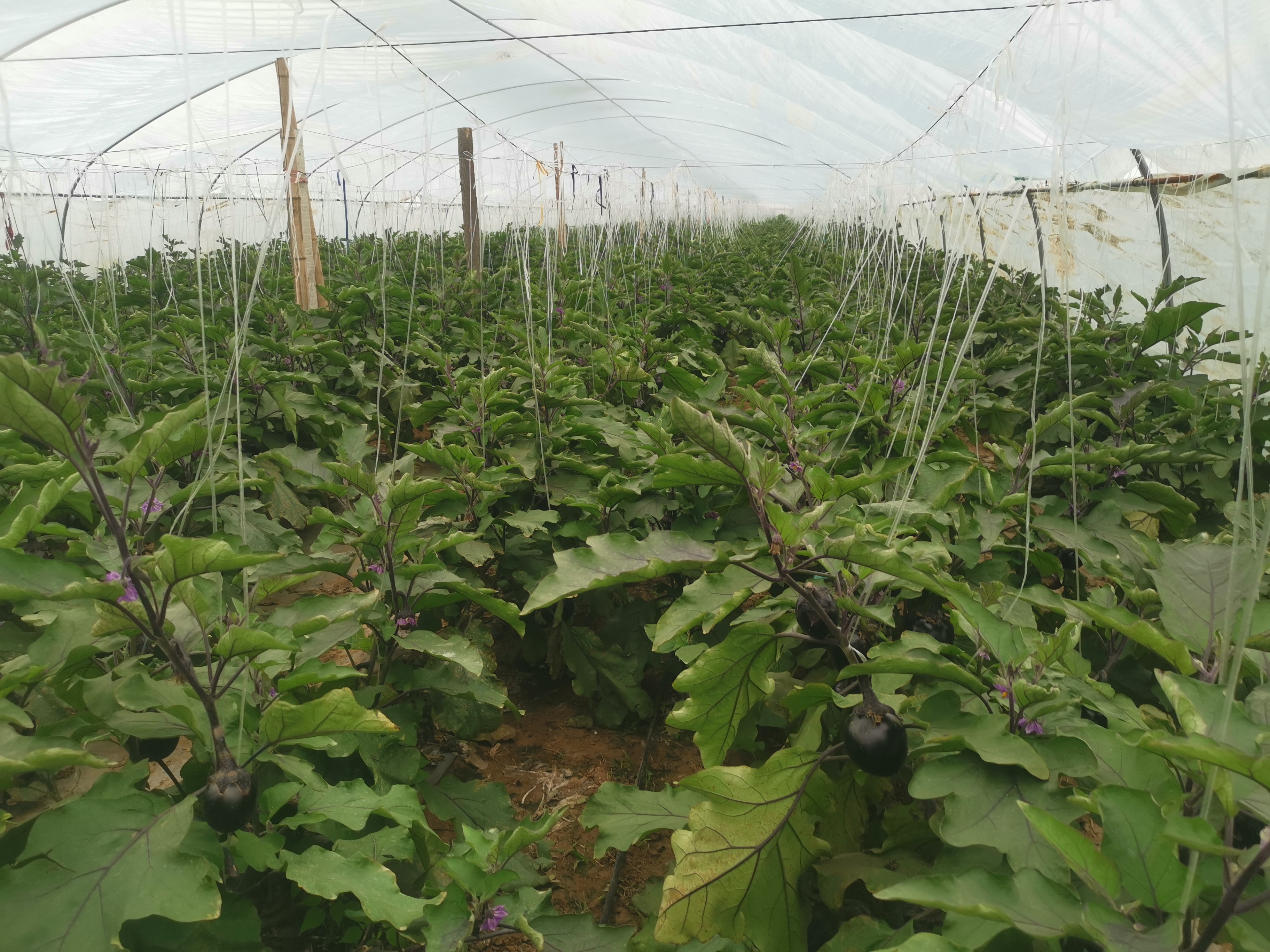 一株三年生茄子树,主干明显木质化,高度约1.8米,分枝茂盛,枝条上挂有多个紫黑色长椭圆形茄子果实,叶片大而深绿,整体呈灌木状生长,背景为塑料大棚内环境 茄子树成株形态特写