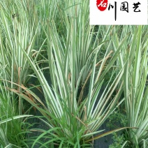 花叶玉蝉杯苗大量批发花境花坛湖边湿地观赏苗量大价优