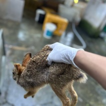 高山兔黄尾巴兔活兔子货源充足兔肉