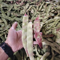 精品油豆角一点红油豆角产地发货对接电商市场超市