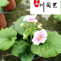 花樱草产地批发成都大花樱草杯苗价格花境花坛绿化带草花