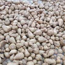腌制芥菜头可以制作成丝量大质优价格优惠欢迎采购
