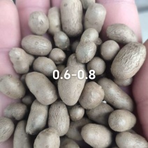河北蠡县山药豆大量货源规格齐全产地代办代发欢迎联系