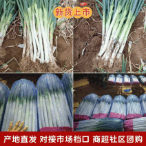 【货源充足】费县铁杆大葱，供应电商平台，超市、农贸市场