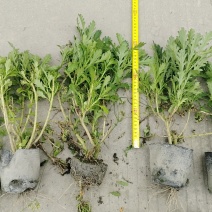 木春菊批发成都苗木基地成都木春菊产地直销