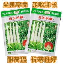白玉米椒种子采收期长辣味香浓果面光滑抗病