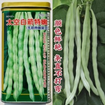 九粒白芸豆种子条直不打弯