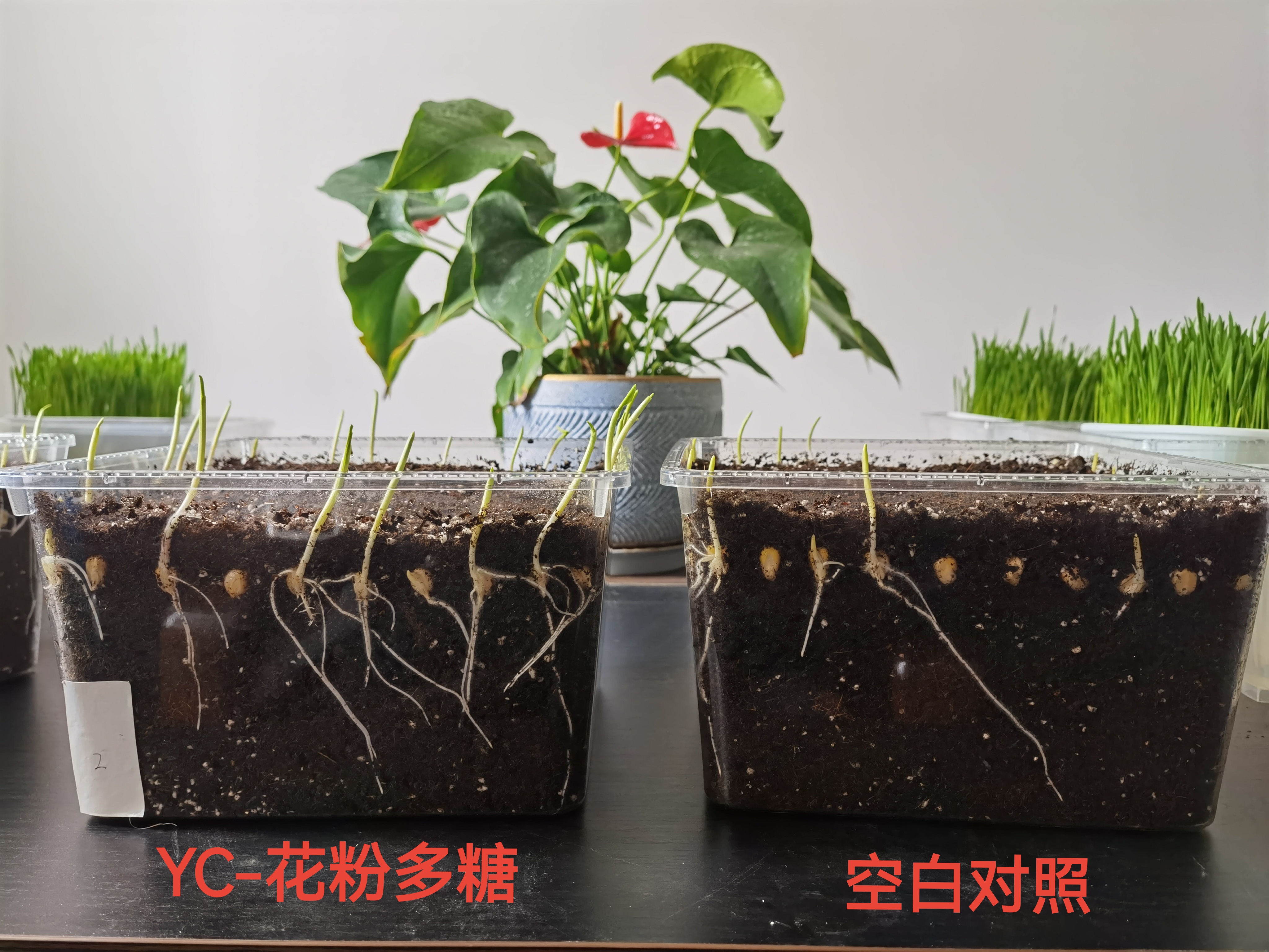 对比图分三栏:左栏为黄淮海区(褐土剖面图+雨水箭头+钙肥图标),中栏为长江中下游区(红壤剖面图+梅雨云朵+镁锌图标),右栏为西北区(黄绵土剖面图+干旱太阳+保水剂颗粒特写);每栏下方标注对应核心口诀,如'黄淮海:膨大重钾钙,雨前禁施氮' 秋月梨不同产区土壤类型与针对性施肥策略对比图