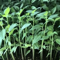 薄皮辣椒苗产地直发可视频看货量大质优