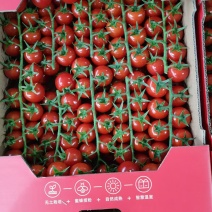 精品串番茄现摘现发供应全国欢迎咨询！
