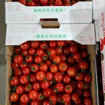 精品樱桃小番茄单粒番茄现摘现发供应全国欢迎咨询