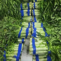 精品红叶香莴笋大量现货供应全国对接电商欢迎咨询
