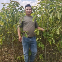 喜树基地一手货源规格齐全价格可谈