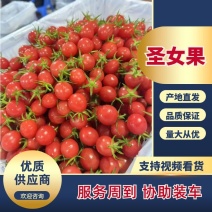 【精品】广东茂名优质千禧圣女果优选货源可视频看货