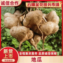 【云稼金花】精品凉薯白地瓜豆薯产地直发脆甜可口