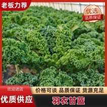 羽衣甘蓝农户一手货源保质保量供货批发零售