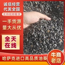 哈萨克2025新作油葵，出油率43以上，量大质优