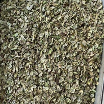 防风种子大量现货供应，出芽率高，提供种植技术