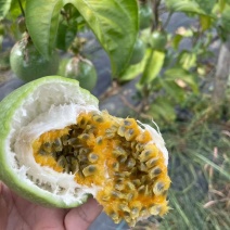 【推荐】广东百香果钦蜜9号产地直发价格优惠欢迎致电