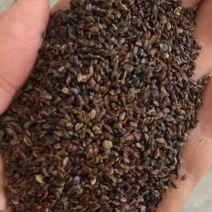 桔梗种子厂家直销，一手货源，出芽率高，提供种植技术