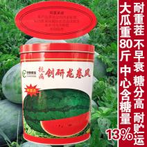 创研龙卷风西瓜种子抗病耐重茬果肉大红脆瓢多汁西瓜种籽