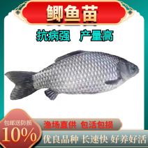 优质中科5号鲫鱼苗白鲫鱼彭泽鲫鱼苗鲫鱼苗全程跟踪指导