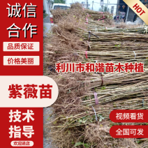 紫薇苗【绿化工程苗】紫薇苗，优质种苗，绿化园林，工程用苗