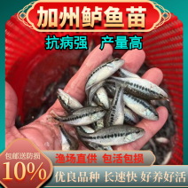 鲈鱼苗加州鲈鱼苗优鲈3号大口黑鲈淡水鱼苗