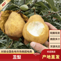 【冷库保鲜】丑梨质量保证水分充足规格齐全好吃不贵