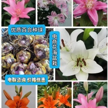 食用甜百合种球越冬品种可观赏电商园林绿化花海种植