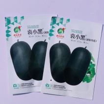 袁小黑迷你小冬瓜种子实心小冬瓜种子嫩瓜脆嫩清甜