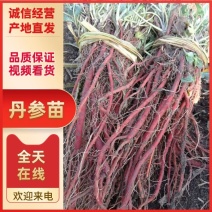 产地丹参苗改良丹参苗产量高血参苗批发