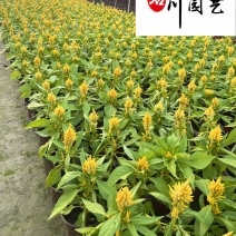 黄花火炬杯苗基地批发成都花卉苗木供应黄花火炬红花火炬