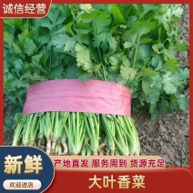 河南大叶香菜，25到30公分，质量好，货源充足