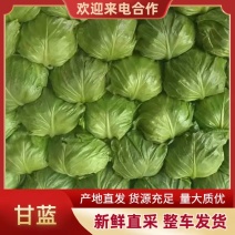 河南焦作博爱甘蓝，颜色绿，个头均匀，货源充足，保质保量。