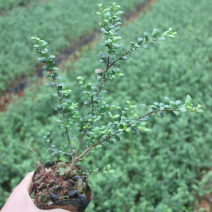 龟甲冬青杯苗20-30公分规格齐全基地直发