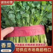 【实力推荐】优质大叶香菜邯郸产地直发支持视频看货