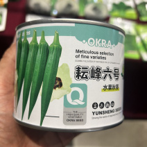 凌云6六号水果黄秋葵种子高产抗病条形基地大田专用秋葵种