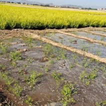 金叶榆抗风沙绿化装饰量大价优一手货源对接全国欢迎致电咨询