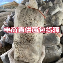诚接电商各类蘑菇种植包菌棒预售各种大小型号菌包菌棒
