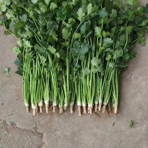 河北中叶香菜铁杆青香菜保质保量欢迎视频看货量大从优批发