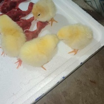 [牛]小鸡仔禽畜种苗鸡苗厂家直供对接全国可视频看货
