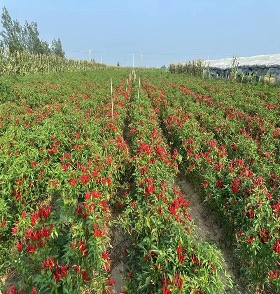 科研实拍:中国农科院实验室对泡椒发酵液进行活菌计数标准化操作,画面突出移液精度、无菌环境及仪器读数,体现数据可靠性 实验室场景:科研人员用移液枪从泡椒滤液中取样,背景为超净工作台与菌落计数仪屏幕显示清晰乳酸菌单菌落