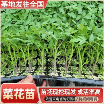 松花菜苗/菜花苗/苗场现挖现发/包成活率/耐寒抗病高产