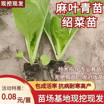 绍菜苗/麻叶青白菜苗/基地现挖现发/保成活率量大从优