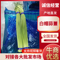 山东蒜薹白帽蒜薹红帽蒜薹冷库直发对接市场商超