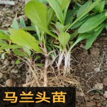 马兰头苗现挖鲜活包成活带根红梗青梗马兰头种苗高产