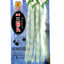 九粒白芸豆种子龙泉三回头豆角早熟纤维少无筋摘不败基地品种